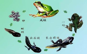 小班小蝌蚪的教案5篇