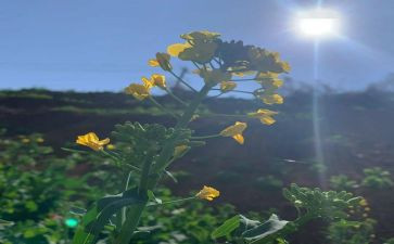 3月12日国旗讲话稿6篇