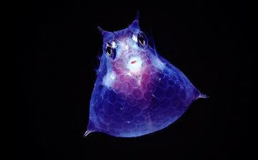 八上生物教案参考8篇