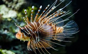 生物初中工作计划7篇
