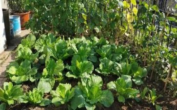湘菜厨房工作计划参考5篇