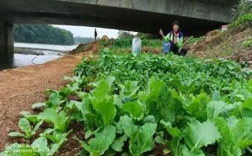 小班卖蔬菜教案6篇