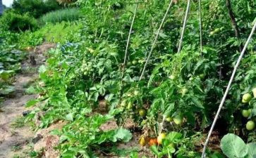 我外婆的菜园作文6篇