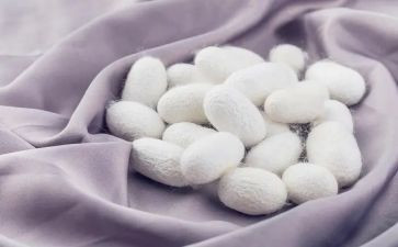大班蚕教案反思7篇