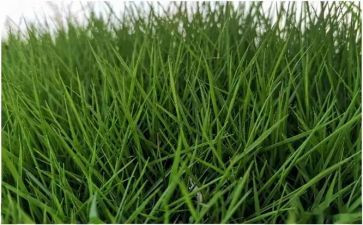 小班科学春天的草教案7篇