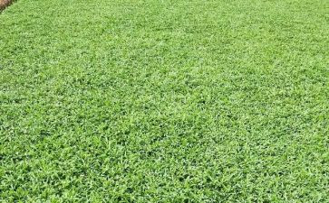 国学草教案7篇