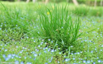 采草莓教案模板8篇