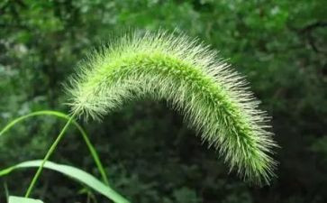 草的教案模板8篇
