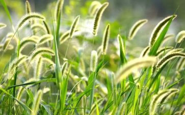 写《草房子》的读后感最新5篇