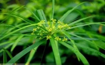 中班古诗《草》的教案5篇
