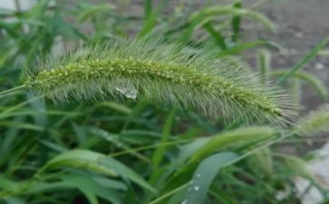写花草的作文8篇