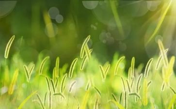 小班语言古诗草教案8篇