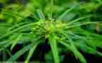 小班古诗《草》教案7篇