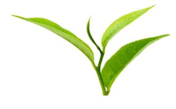 茶活动方案策划最新8篇