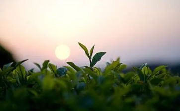 茶作文推荐7篇