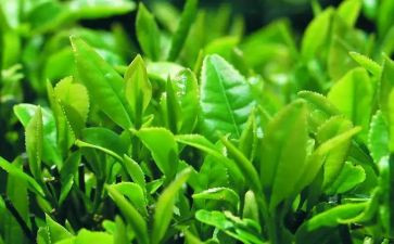 茶的作用教案6篇