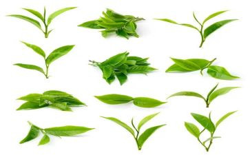 学茶艺心得体会范文6篇