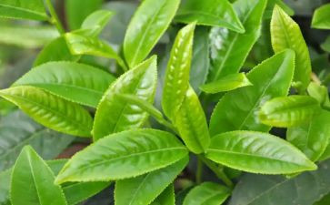 学茶艺的心得5篇