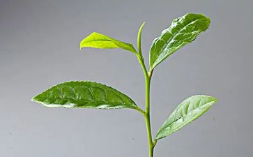 黑茶总结报告模板6篇