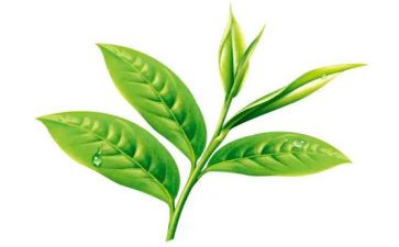 茶艺课作文8篇