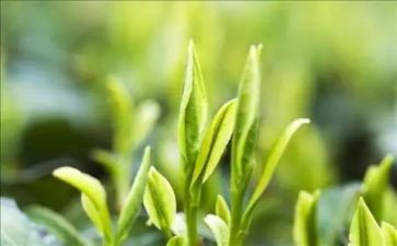 黑茶总结报告5篇