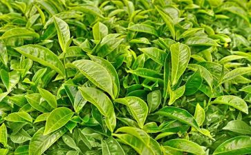 幼儿园关于茶的教案8篇
