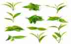 学茶艺心得体会范文6篇
