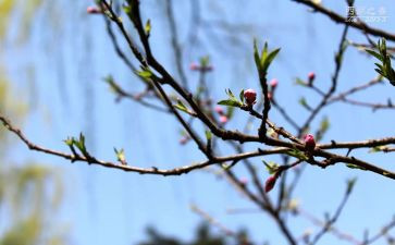 小学春季开学校长讲话稿5篇