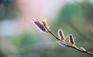 春节趣事的作文400字5篇
