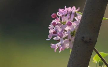 六年级丁香结教案模板5篇