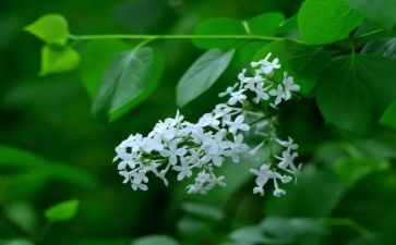 丁香花作文6篇