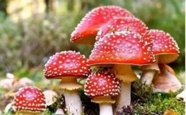 局禁毒工作总结7篇