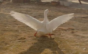 天鹅和家鹅的读后感6篇