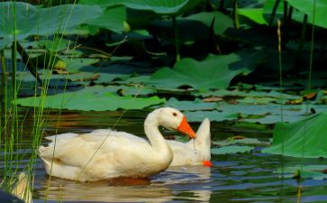 会流泪的鹅读后感6篇