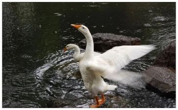 会流泪的鹅读后感最新7篇