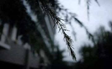 笑对风雨作文800字5篇