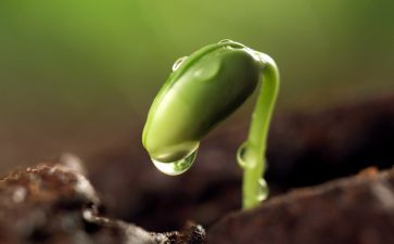根与芽教案5篇