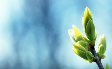 根与芽教案最新8篇