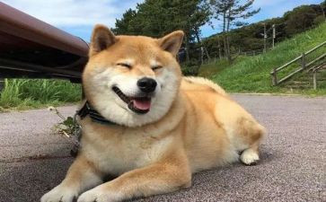 我的小狗的作文400字通用8篇