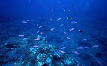 海底的鱼教案优质8篇