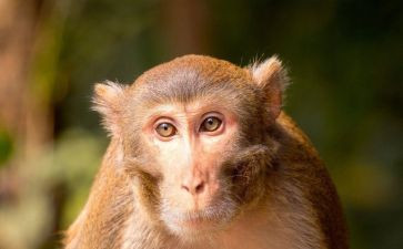 吊猴子游戏教案7篇