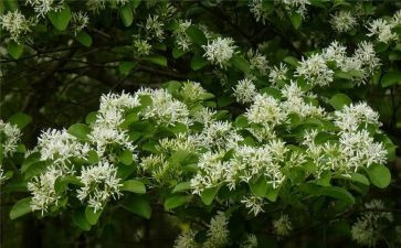 花生酥教案7篇