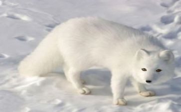狡猾的狐狸游戏教案6篇