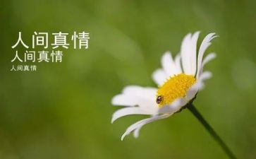 人间处处有真情的作文8篇