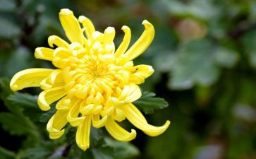 菊花吟教案5篇