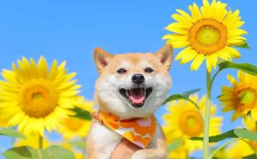儿童节音乐教案8篇
