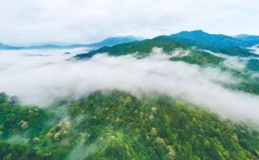 2024年林业个人总结范文6篇