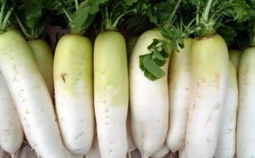 萝卜中班教案6篇