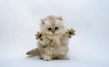 看功夫熊猫的观后感5篇