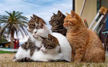 我老家的猫作文模板7篇